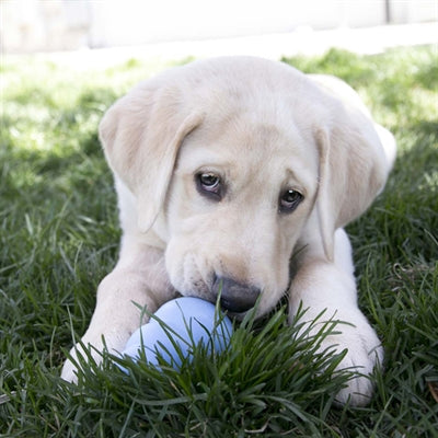 Kong Puppy Kong Rubber Roze Of Lichtblauw Assorti